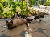 Маленькие котята