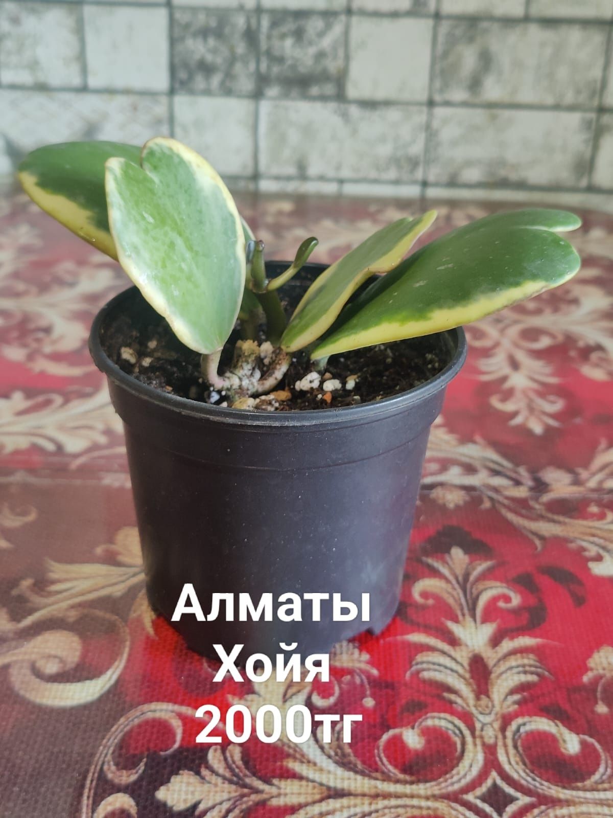 Продам комнотные растения