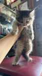 Котят в добрые руки