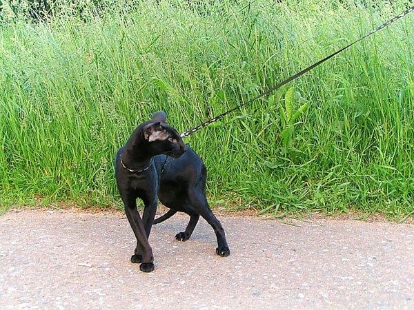 Ориентальные КОТЯТА!  Под резерв и Готовые!