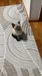 Сиамский котенок
