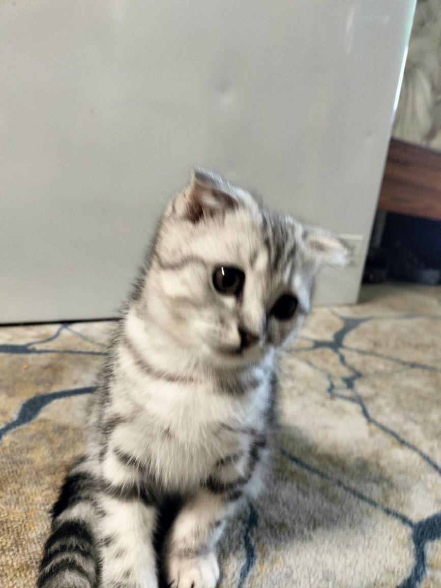 Продам котенка вислоухий британец