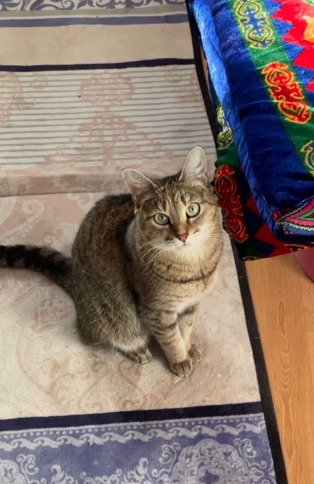 Пропала домашняя кошка