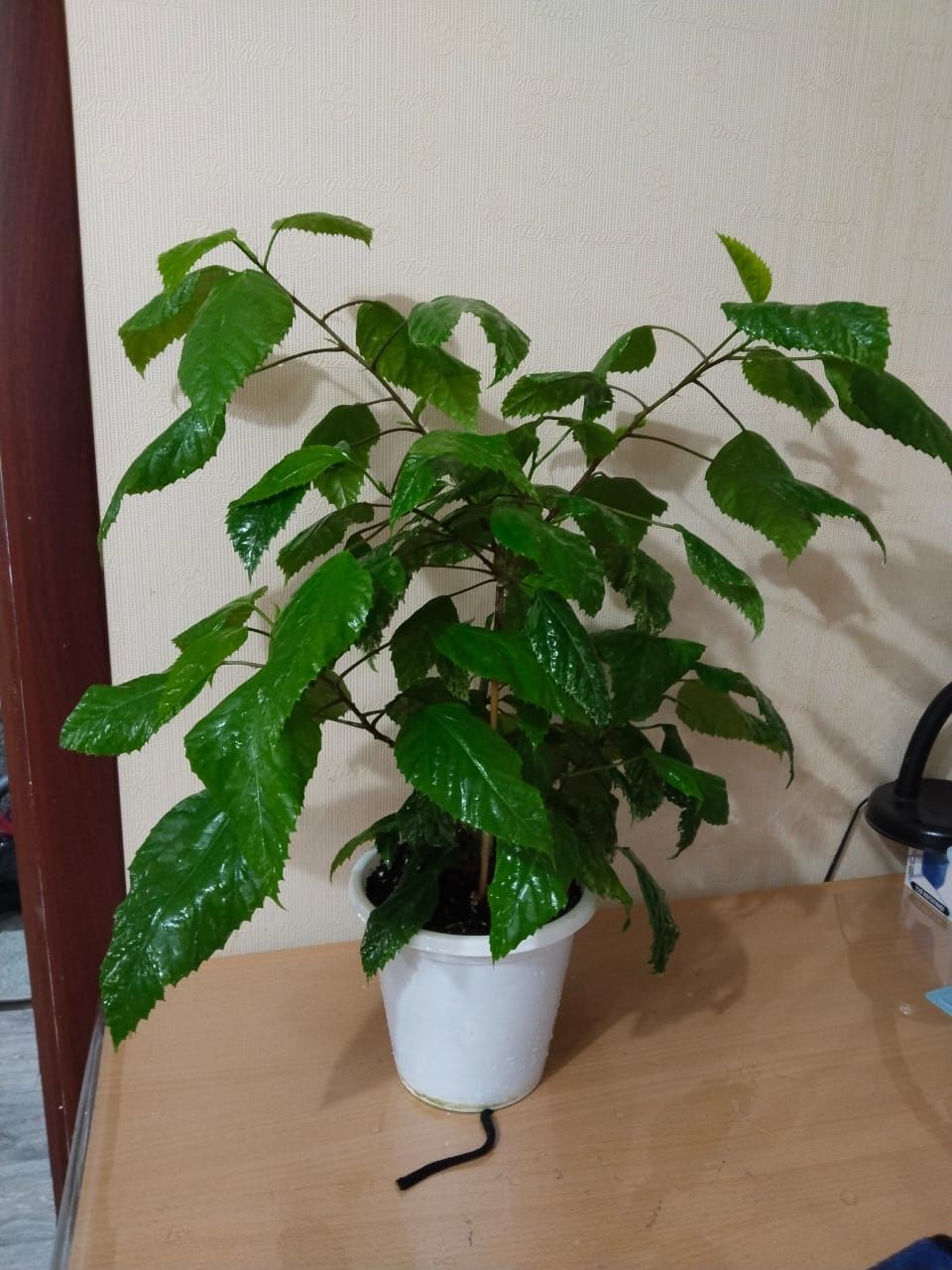 Продам вариегатный гибискус