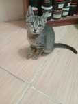 Котёнок  домашний ласковый мысык