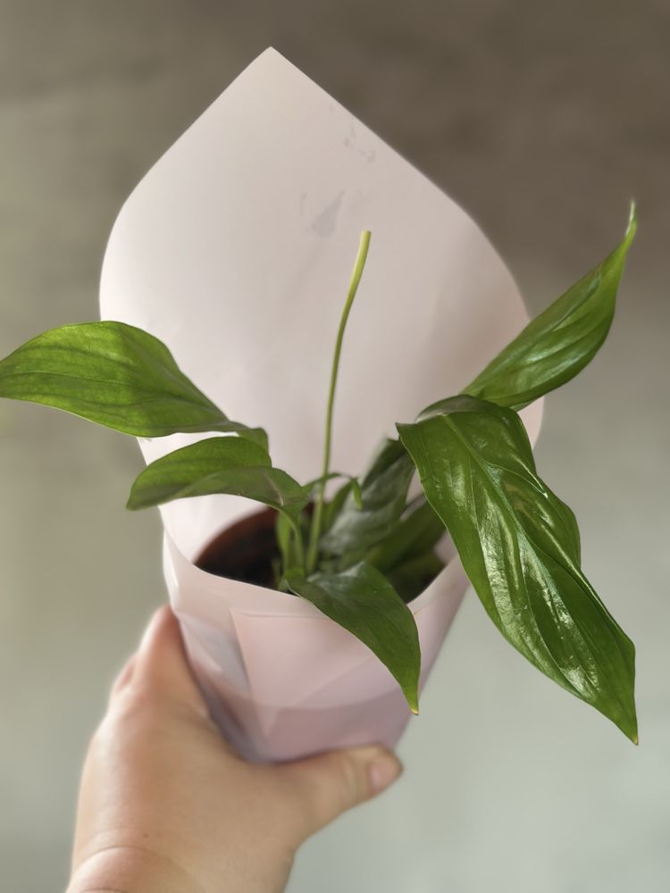 Продам фикус подрощенные черенки
