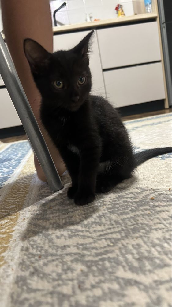 Котенок в добрые руки!
