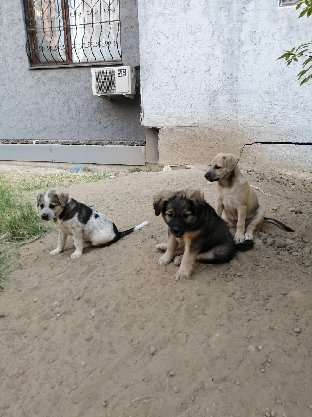 Ищем семью щеночкам