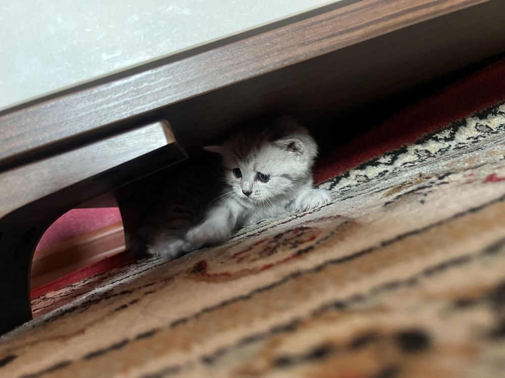 Котики , Мысыктар