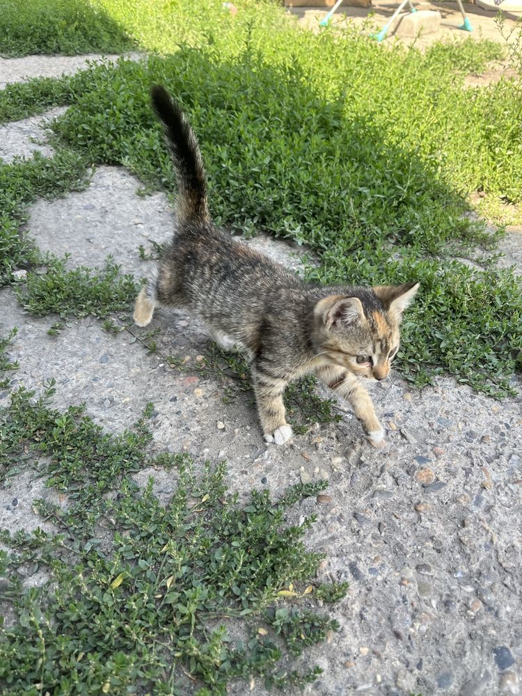 Отдам котенка…..