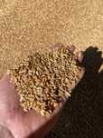 Продам зерно отличного качества