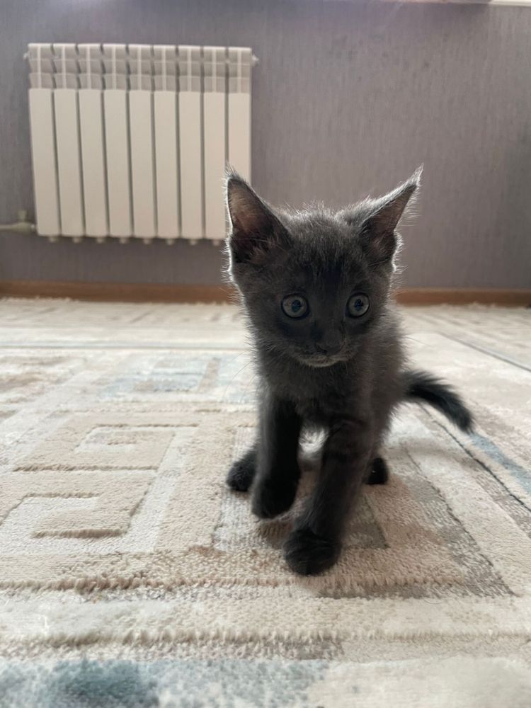 1)шотландский веслоухий / он 2)с прямыми ушками