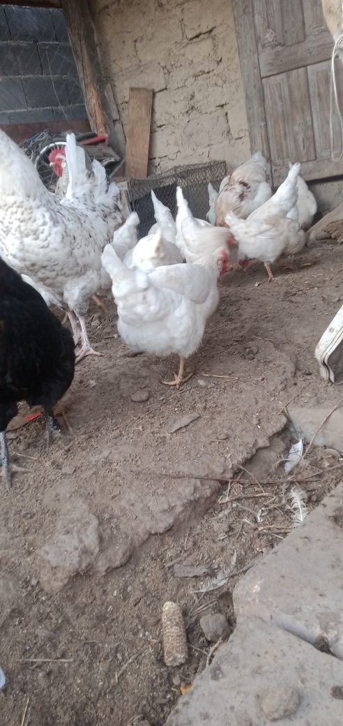 Квочка курица күрік тауық