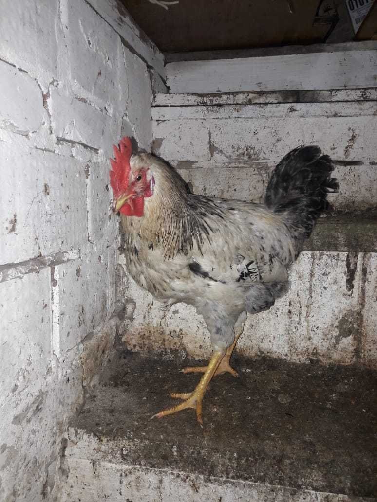 Продаётся молодой петух