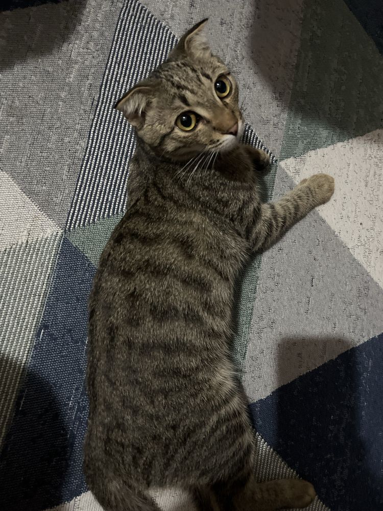Играющий кот очень играется отдам в хорошие руки КОТ а не кошка