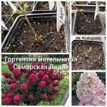 Саженцы гортензии