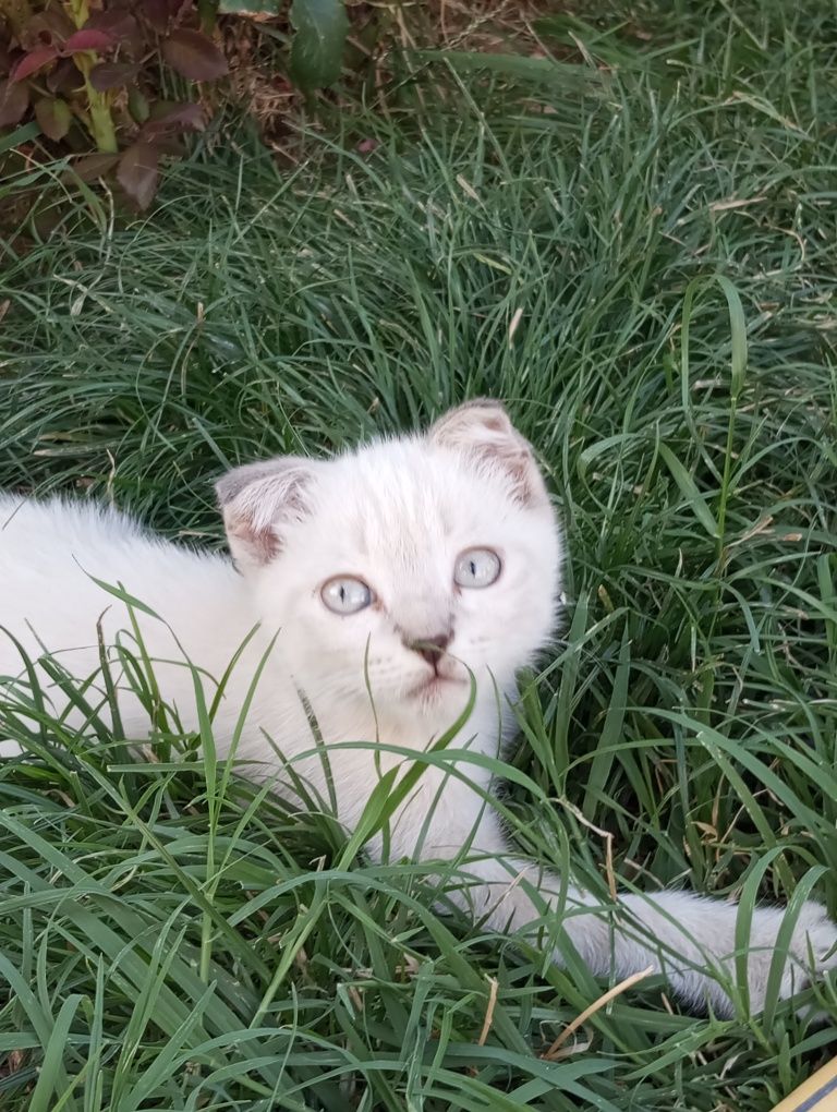 Шикарные котята продам