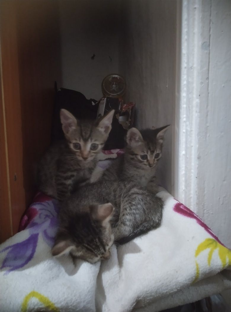 Отдам котят в добрые руки