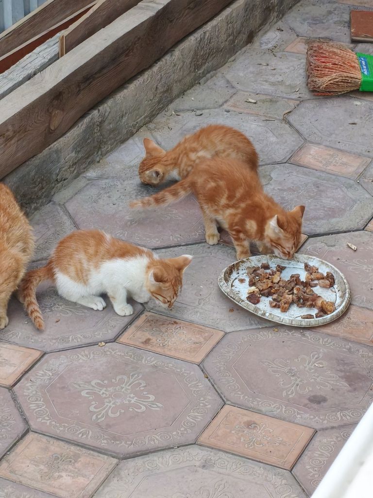 Отдам котят в добрые руки