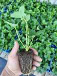 Продам рассаду многоразовой клубни, сорт мурано и сорт кабрилло