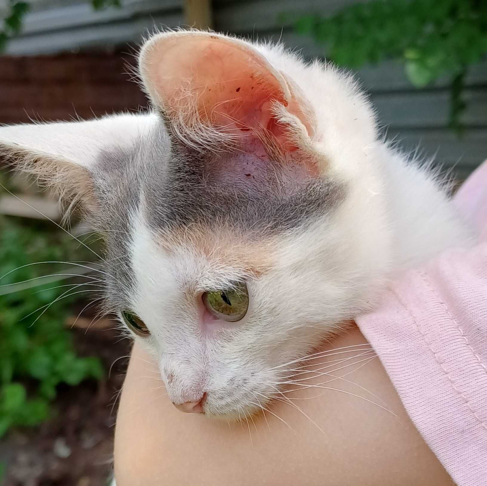 Котёнок Эльза ищет ответственных котородителей