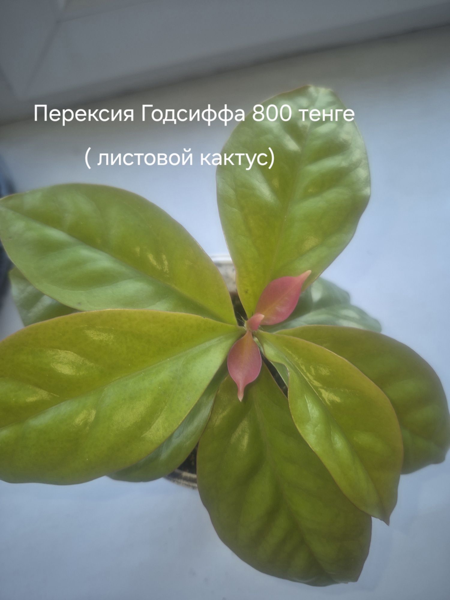 Комнатные растения
