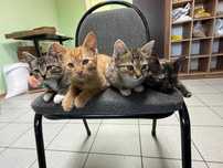 Отдам котят в хорошие руки