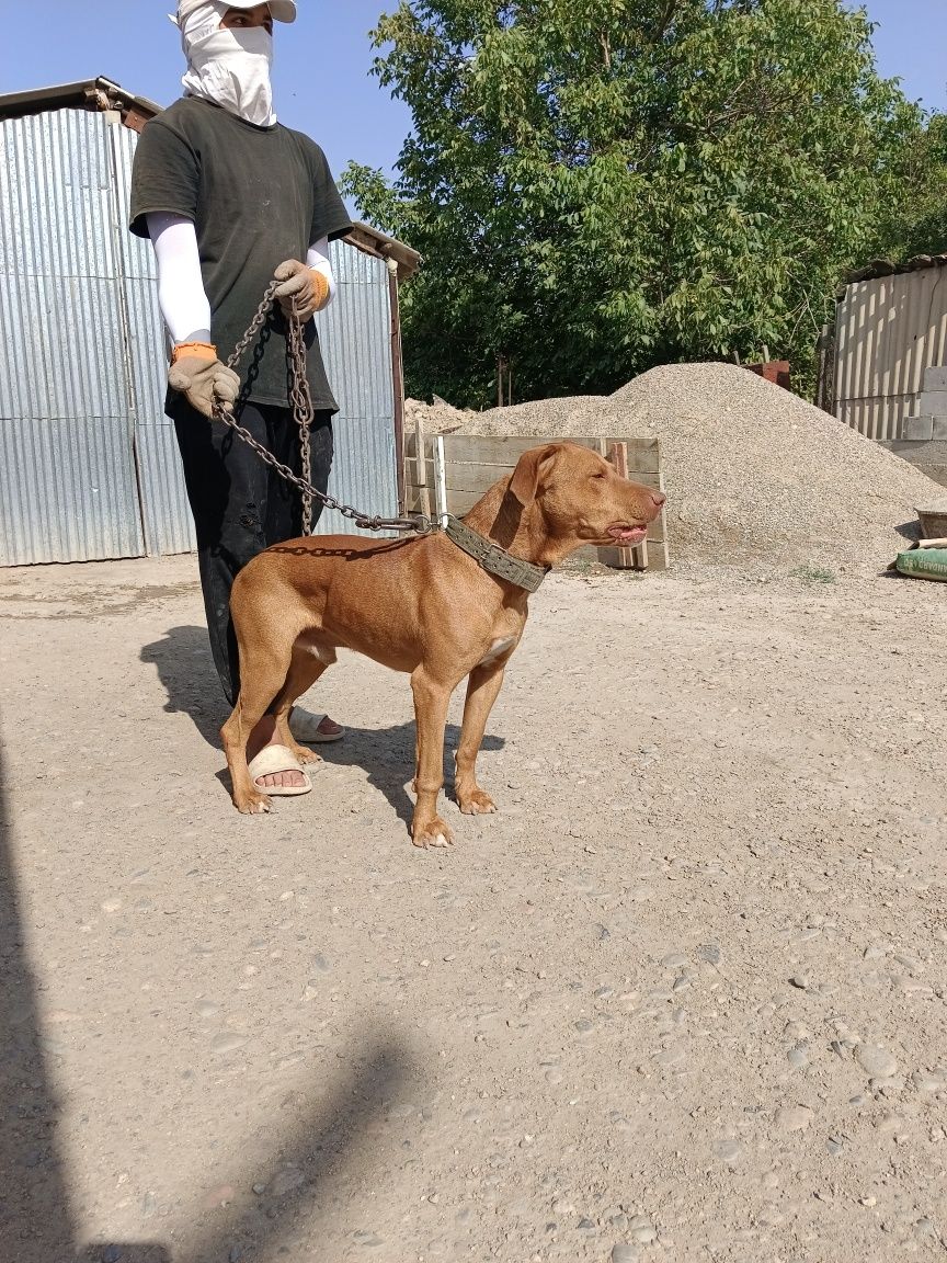 Продам питбул малчик