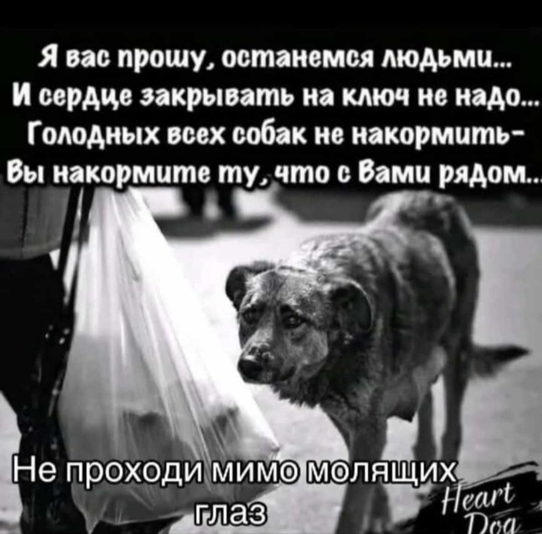 Спасите с отлово породистых и полупородистых животных
