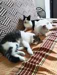 Передержка для кошек