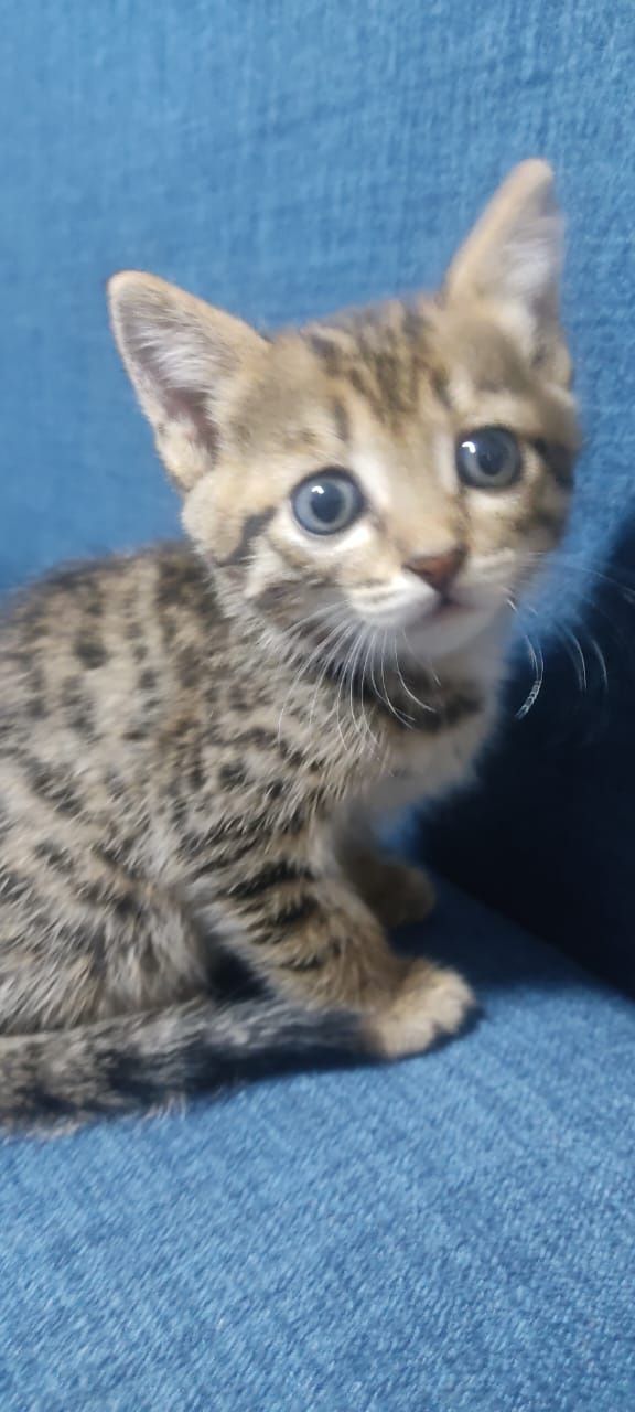 Отдам симпатичных котят