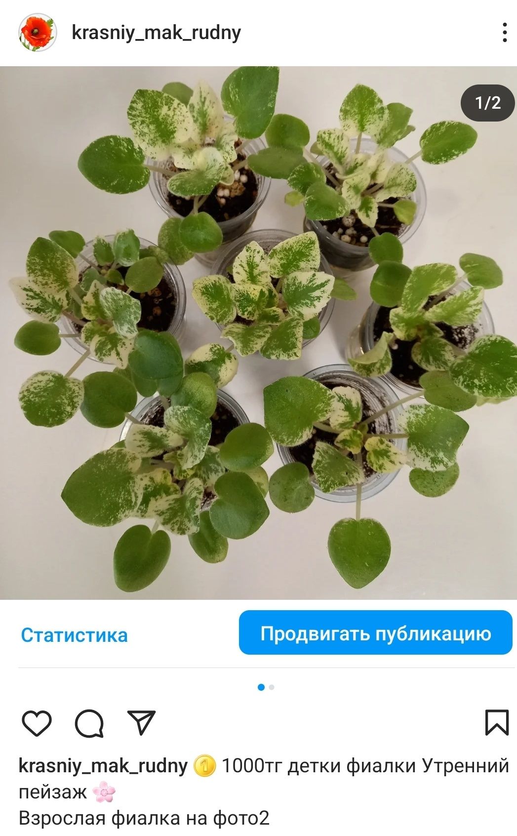 Фиалки  Утренний пейзаж