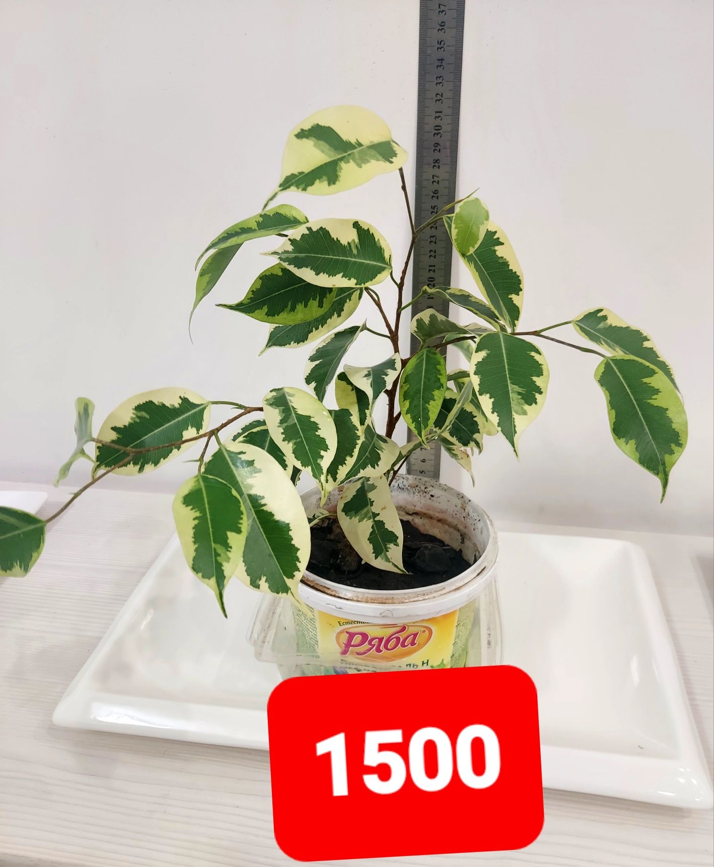 Продам фикус 1500 тенге