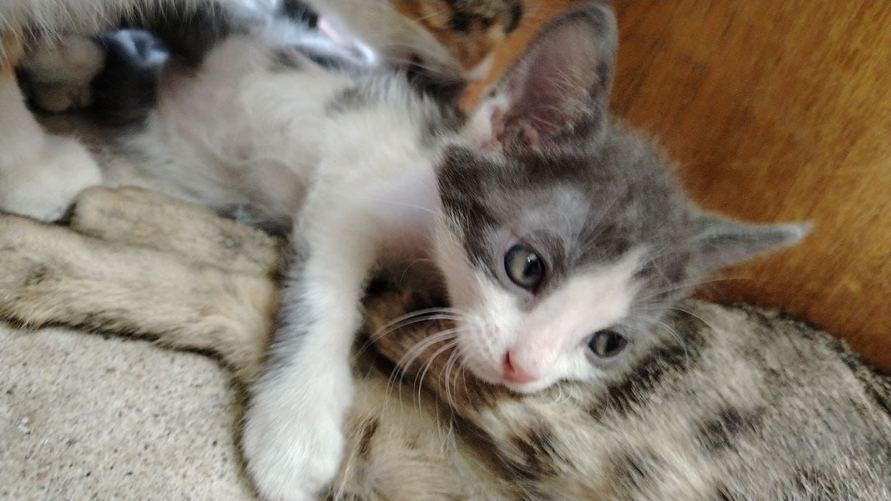 Отдам котят в хорошие руки,