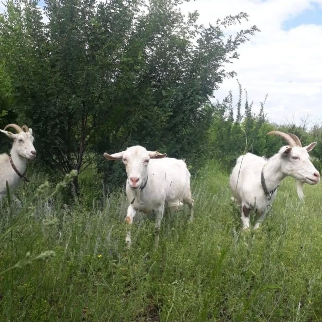 Ешкі сатылады , козы продам парода заанен