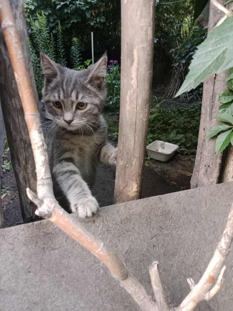 Малышу нужен дом