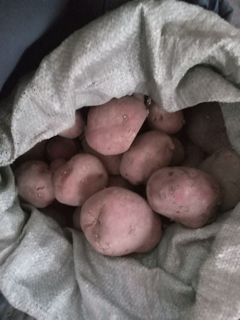 Картофель едовой
