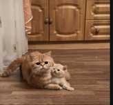 Котята , в добрые руки.