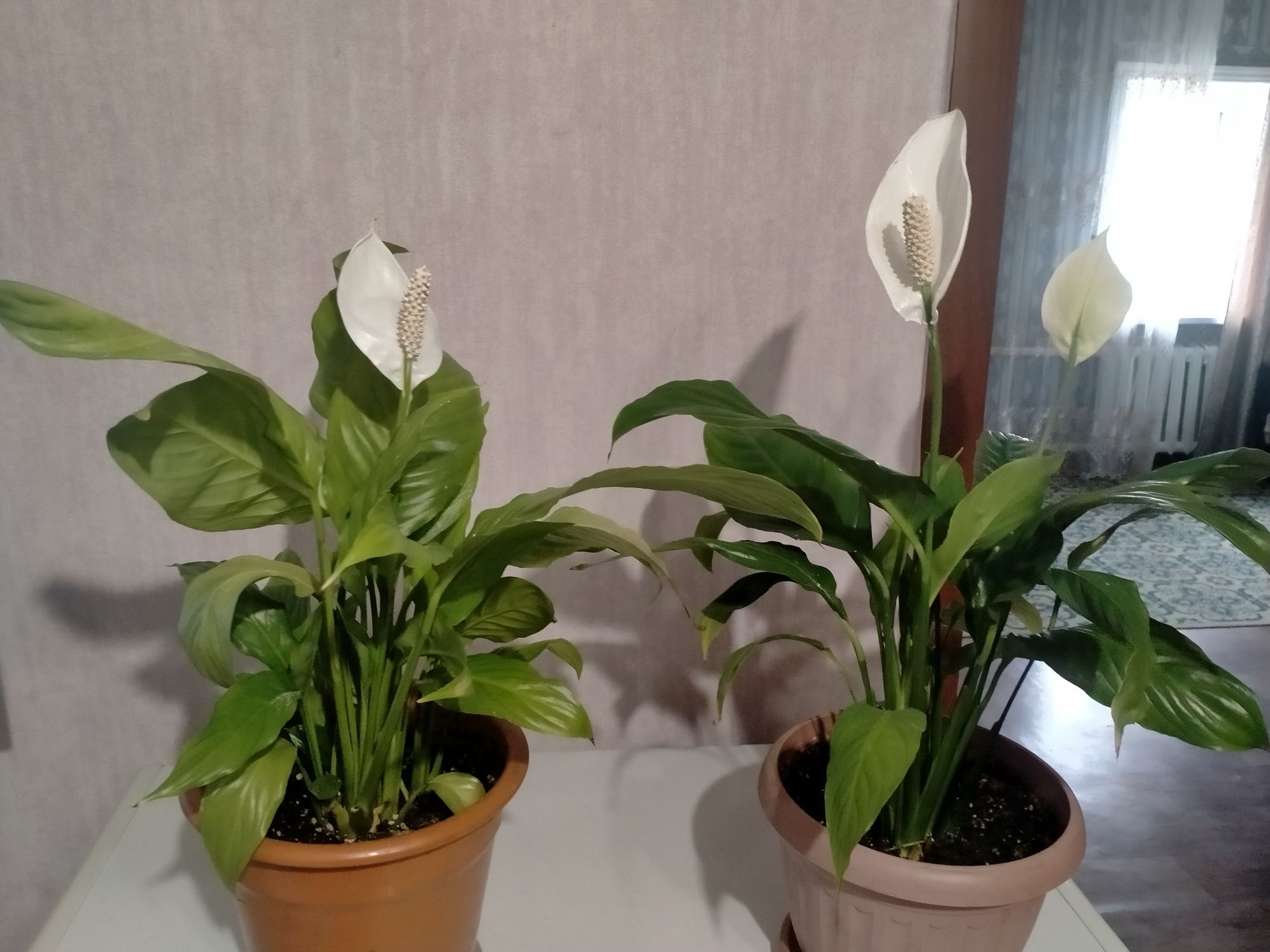 Продам комнатные Цветы