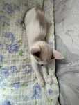 Котенок 2-3 месяца