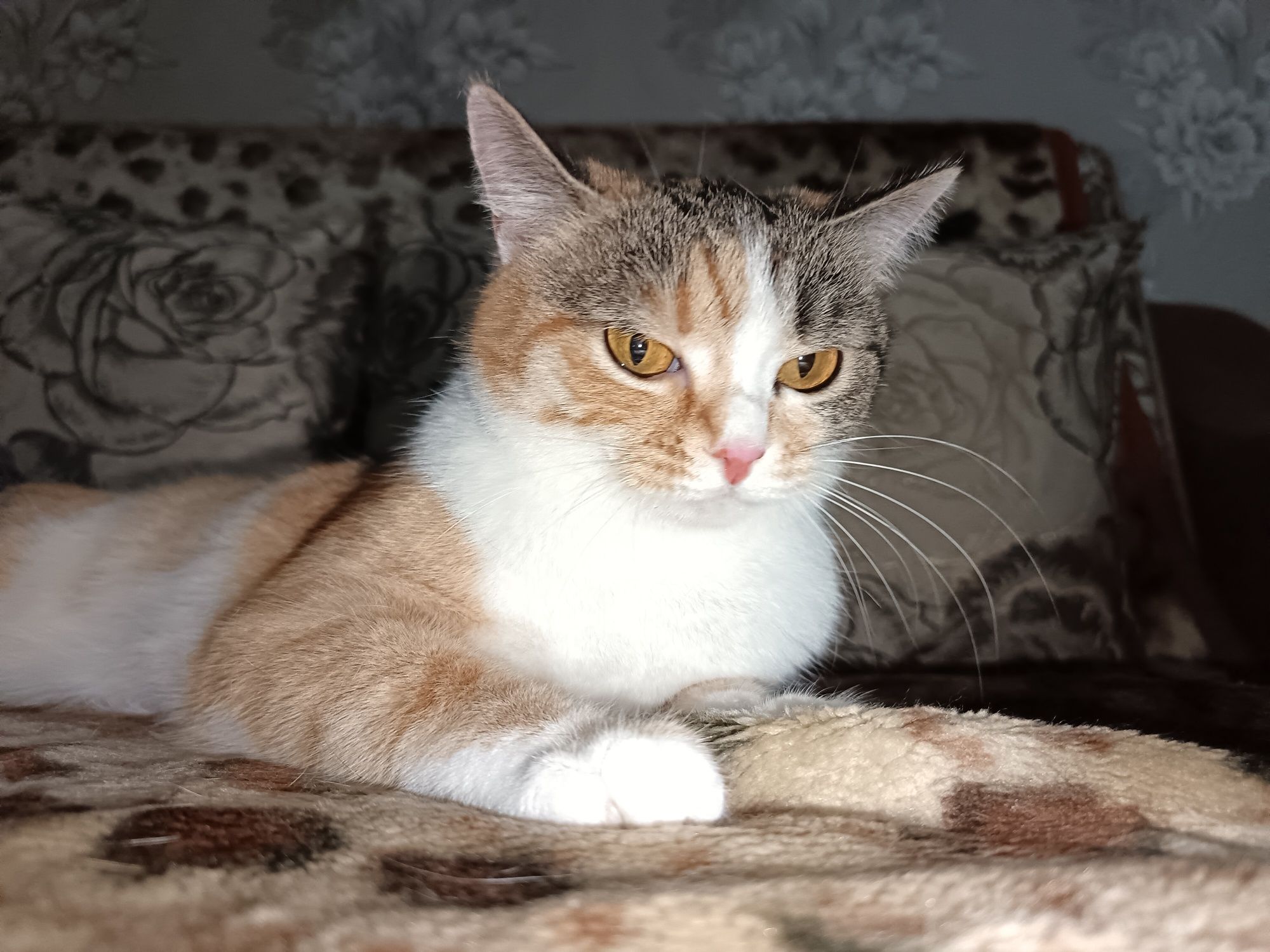 Кошка, 3 года.Отдам в добрые руки кошку
Спокойная