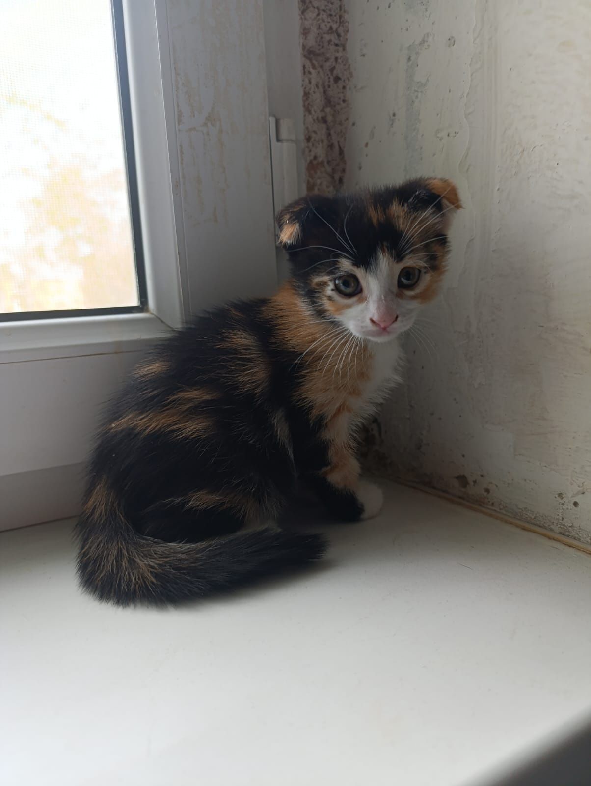Котята веслоухие
