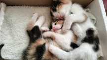 Отдам 2-х месячных котят в хорошие руки. Обе девочки, трехцветные