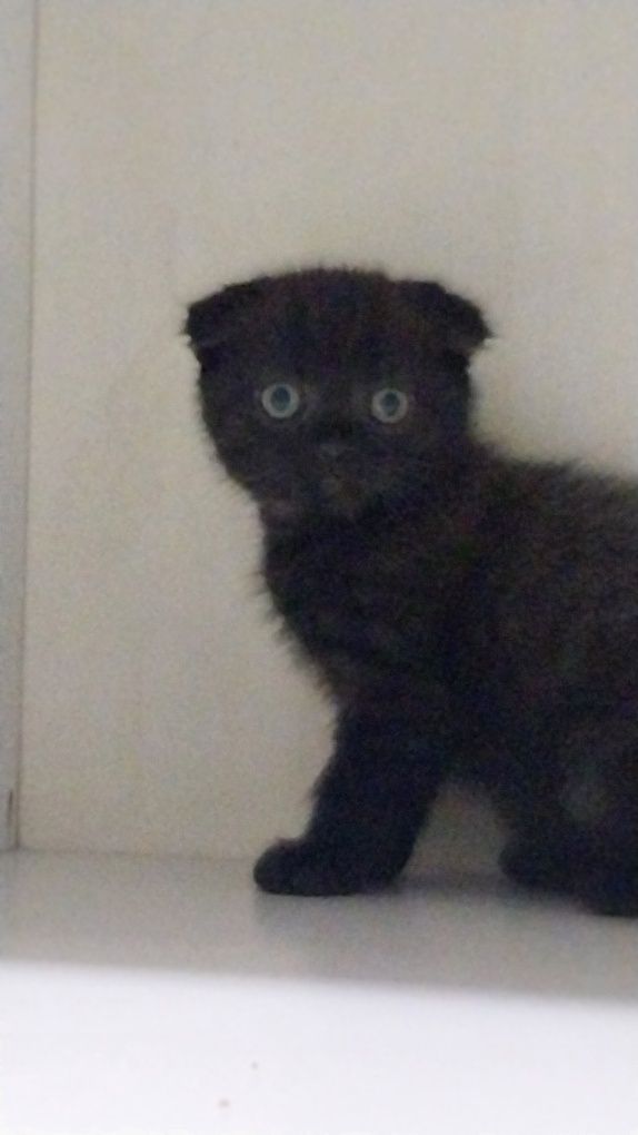 Британские котята