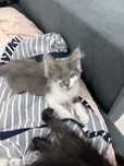 Отдам котят в хорошие и заботливые руки