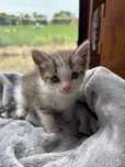 котёнок ищет дом
