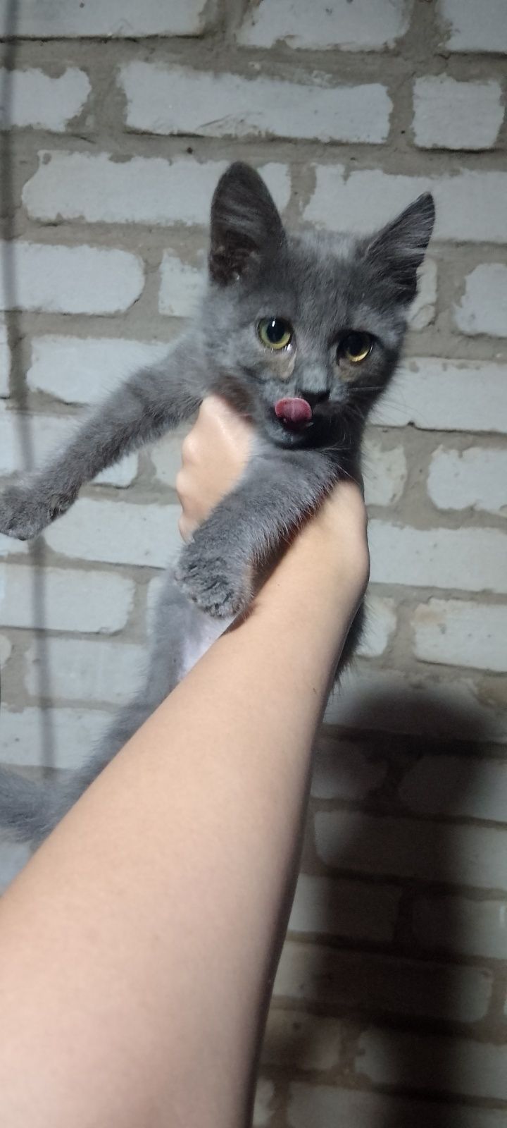 Отдам кошку бесплатно