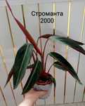 Продам комнатные цветы