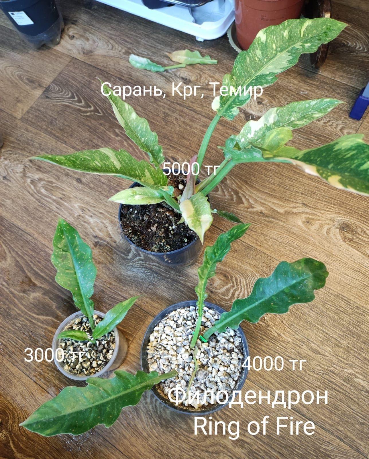 Филодендрон филодендрон