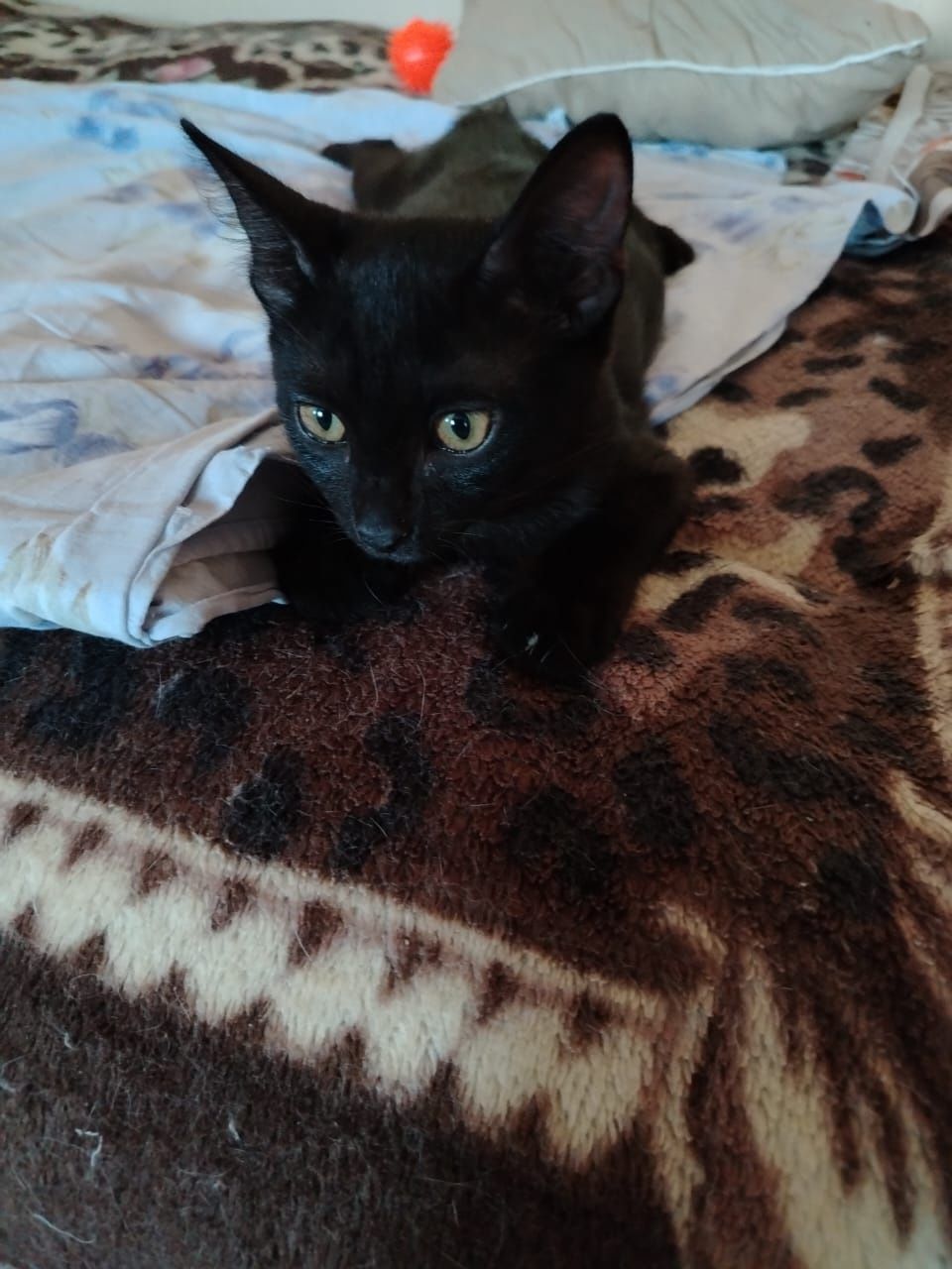 Котёнок ищет семью
